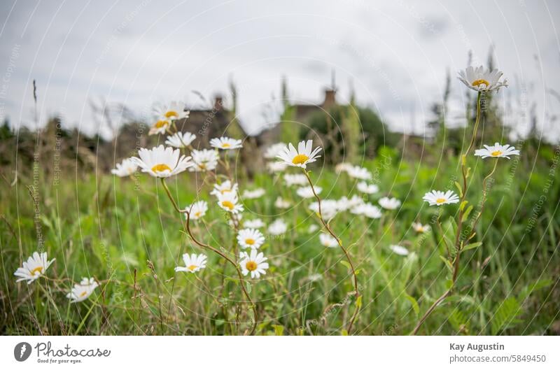 Wiesen-Margerite Sylt Leucanthemum vulgare Salzwiesen Watufer Flora Blütezeit Korbblütengewächse Asteraceae Blüten Natur Naturschutzgebiet Nationalpark