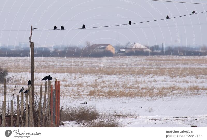 An einem bewölkten Wintertag sitzen Krähen auf Drähten. Antenne Tier Schnabel Vogel Vögel Vögel auf Draht schwarz Amseln Kabel Cloud Menge elektrisch