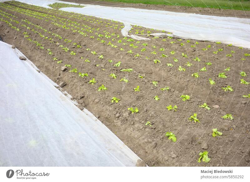 Biologischer Gemüseanbau mit Vliesstoff zur Abdeckung der Pflanzen, selektiver Fokus. Bauernhof organisch Boden Feld Lebensmittel Textil Mulch Gewebe Kunststoff