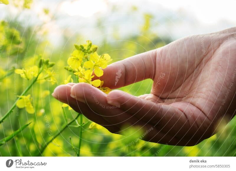 Hand Touch Yellow Brassica napus Blume Blütenblatt Frau Frühling Person Menschen Halt frisch Flora Landschaft farbenfroh Farbe Schönheit Überstrahlung