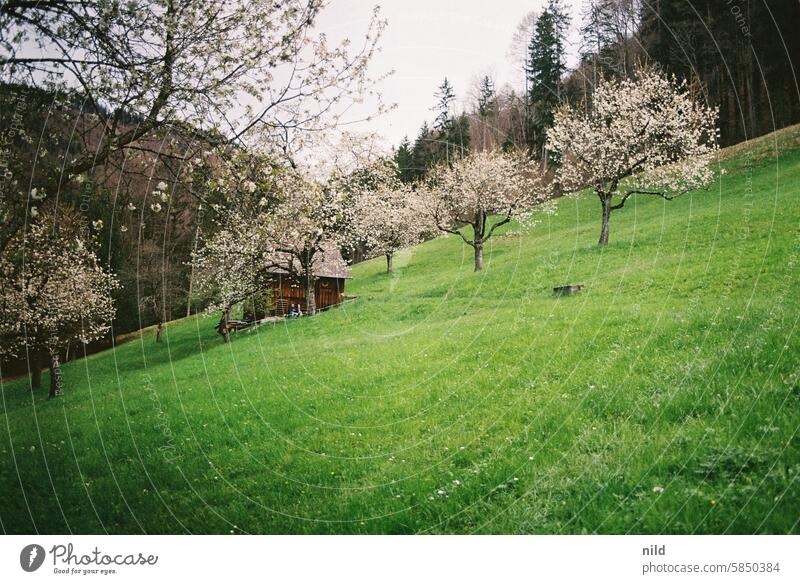 Reiseempfehlung – Vorarlberg Natur Farbfoto Außenaufnahme Landschaft Berge u. Gebirge wandern Ferien & Urlaub & Reisen Ausflug Ferne Tourismus Umwelt Hügel