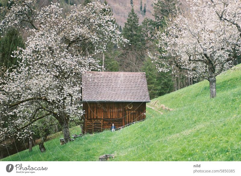 Reiseempfehlung – Vorarlberg Natur Farbfoto Außenaufnahme Landschaft Berge u. Gebirge wandern Ferien & Urlaub & Reisen Ausflug Ferne Tourismus Umwelt Hügel