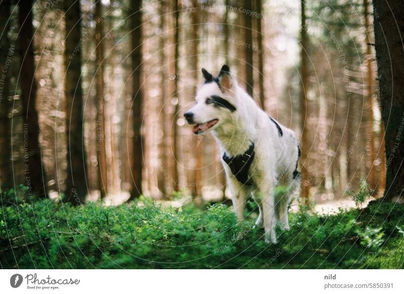 Sachi – 15 jahre jung Hund Tierportrait draußen Gegenlicht Gegenlichtaufnahme Herbstfärbung Herbstwetter Haustier Begleiter Jagdhund laika Yakutischer Laika