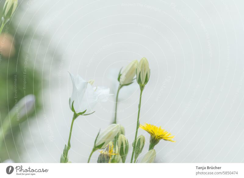 Zarte weiße Glockenblume und Knospen Campanula persicifolia Blütenknospe blühende Blume träumen romantisch hell Sommertraum Lebensfreude leuchten Sommerfreude