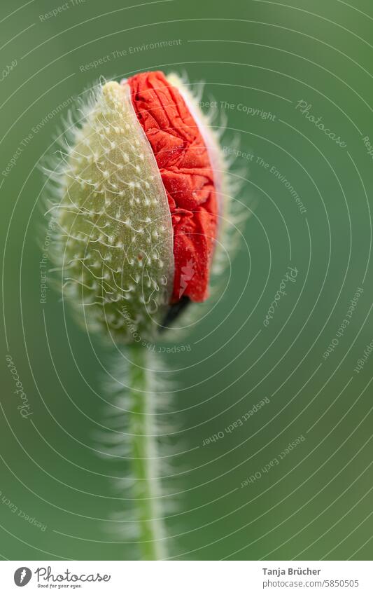 Knospe des Klatschmohns kurz vor der Blüte Mohnblüte Mohnblume papaver rhoeas Mohngewächse Klatschrose Papaver Papaver rhoeas Sommer rot Wiese Feld Blütenblatt