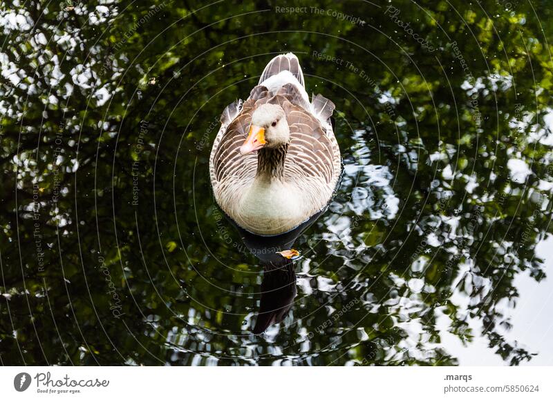 Schwimmende Gans feldgans Schwimmen & Baden See Teich Reflexion & Spiegelung Wasser Vogel Natur Im Wasser treiben