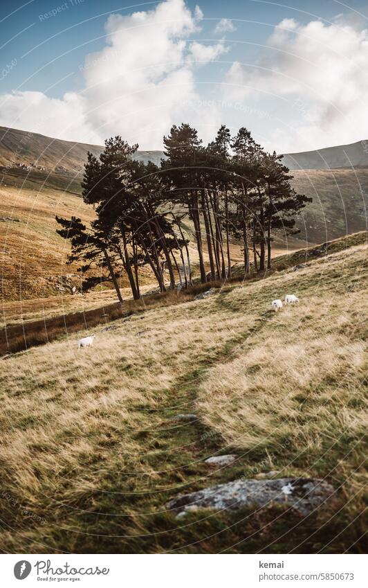 Baumgruppe Wandern Berge Wales draußen Weg Gras Idylle Schaf Stein Pfad