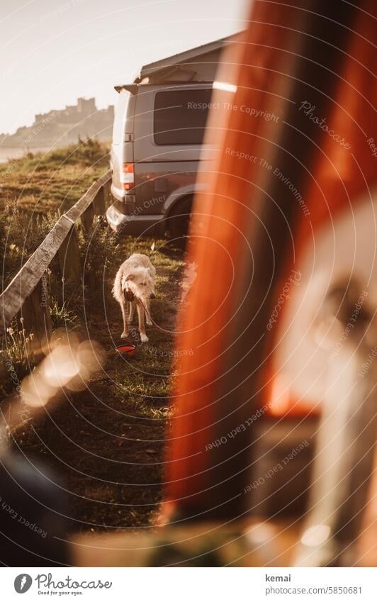 Hund Mischling Camping Parkplatz warten Barriere Burg Küste