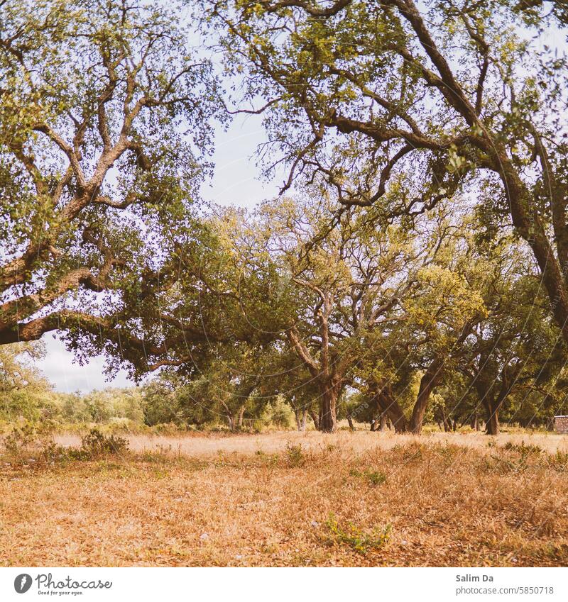 Wunderschöne Waldszene lieblich Forstwirtschaft Wälder Waldstimmung Landschaft Szene Landschaften malerisch szenische Darstellungen Holz hölzern Waldgebiet