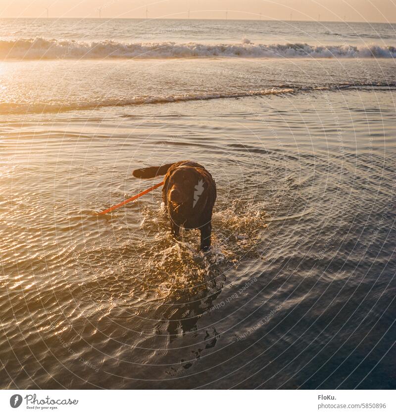 Brauner Labrador badet im Meer Hund Nordsee Küste baden Strand Haustier Wasser Tier Natur Außenaufnahme Freude Sand Farbfoto Ferien & Urlaub & Reisen Sommer