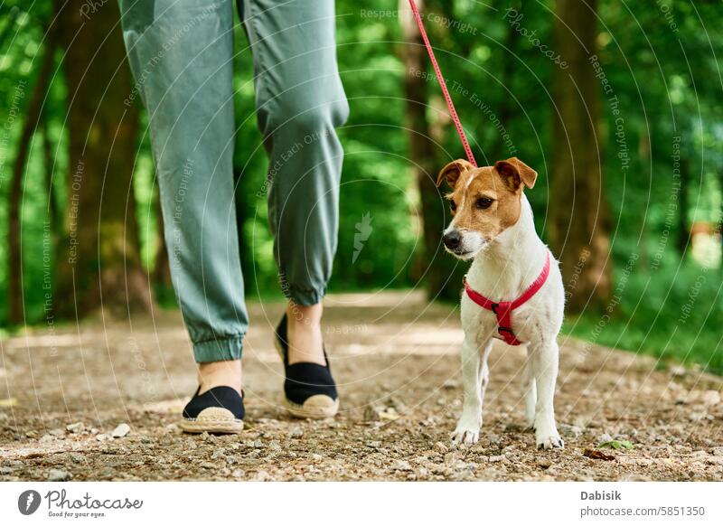 Frau geht mit Hund im Park spazieren Hundeausführer Tiersitter Haustier Eckzahn laufen Spaziergang Zusammensein Besitzer anleinen Terrier Sommer grün