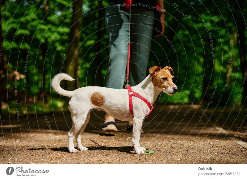 Frau geht mit Hund im Park spazieren laufen Tier Besitzer Spaziergang Haustier anleinen Terrier Gehorsam Wald Bekleidung Natur Straße jack russell Menschen Weg