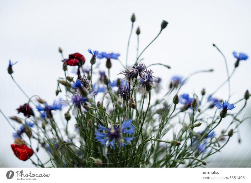 Pflanzen zum Freuen Strauß Blumen Feldblumen Mohn Natur kornblumen gesammelt sammeln freude einfach sommer duft bauer feldrand blau rot grün