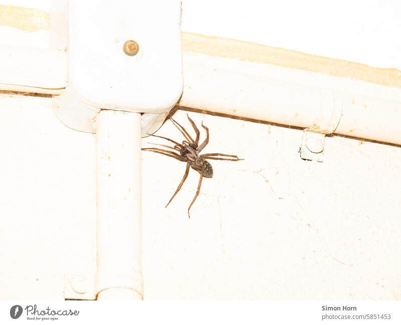 große Spinne in einer Werkstatt Angst Arachnophobie Spinnentier Detailaufnahme Hausspinne Landleben Beine verlassen unbewohnt krabbeln