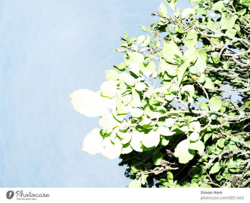 Blätter eines Baumes vor blauem Hintergrund Himmel überbelichtet Überbelichtung Licht strahlend hell Sonnenlicht Natur Umwelt Blatt Schatten Pflanze Kontrast