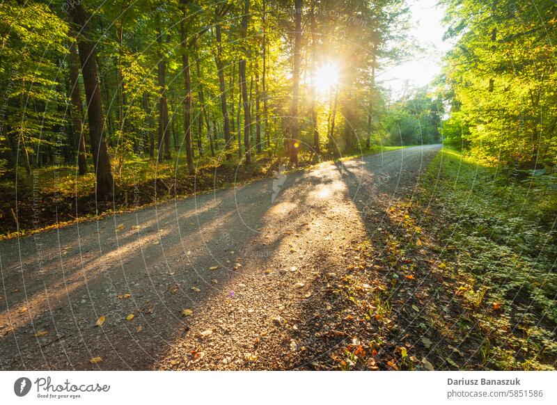 Schotterstraße im Wald und Sonnenlicht Straße Baum Holz Landschaft im Freien Kies Sommer Waldgebiet grün Blatt Weg Laubwerk Natur Fußweg Umwelt Park Schmutz