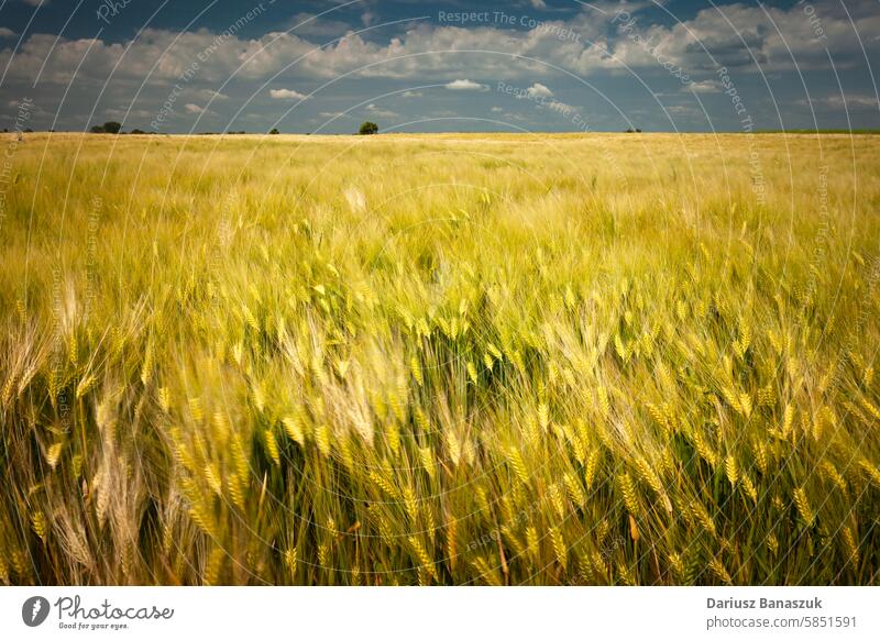 Feld mit Gerstenkorn und bewölktem Himmel Weizen ländlich Müsli Natur Wachstum wolkig gelb Wind bedeckt Ackerbau im Freien Korn Landschaft Sommer Cloud Tag