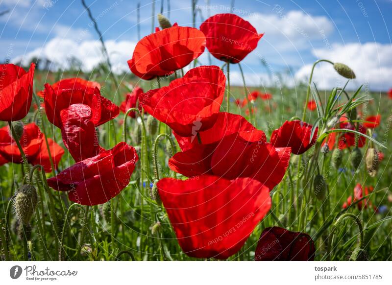 Mohnblüten Klatschmohn Außenaufnahme Blüte Natur Blume rot Pflanze Mohnfeld Menschenleer Sommer Feld Farbfoto Wiese Frühling Umwelt