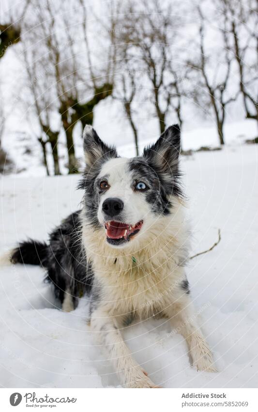 Fröhlicher Blue Merle Border Collie in verschneiter Landschaft Hund blue merle Schnee Winter Haustier Tier Auge Heterochromie spielerisch Freude im Freien Natur