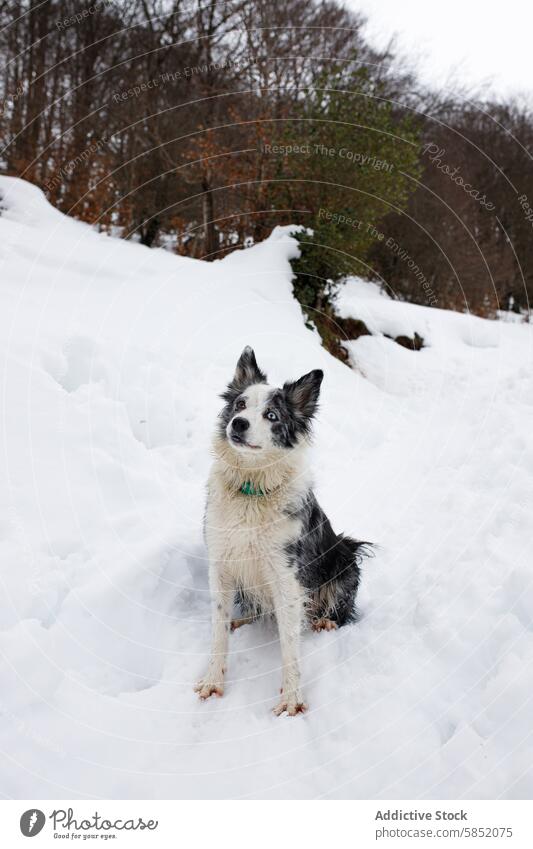 Blue Merle Border Collie in einer verschneiten Waldlandschaft Hund blue merle Schnee Winter achtsam Sitzen Fellmuster strahlende Augen Haustier Natur im Freien
