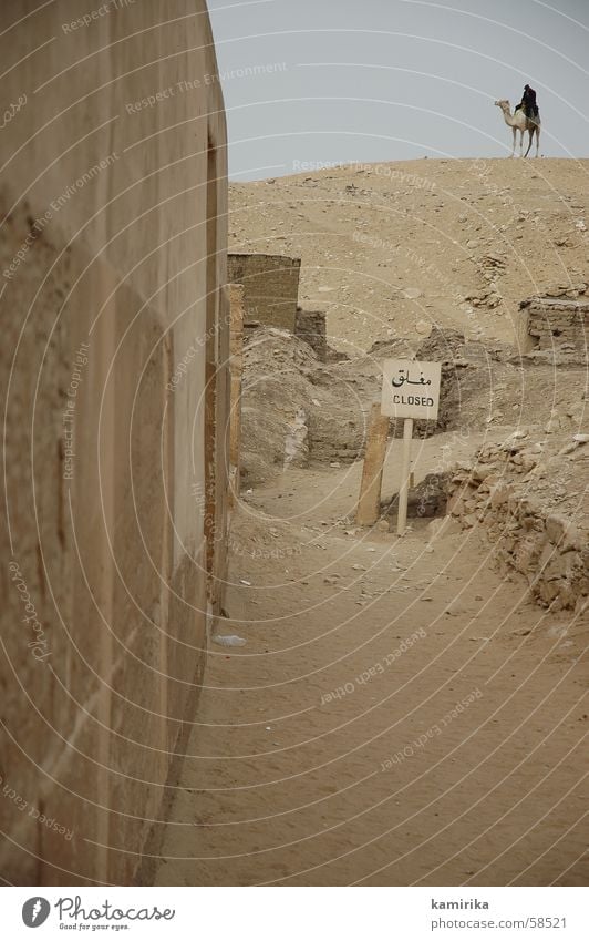 sakkara Ägypten Afrika Wächter Kamel Dromedar Pyramide exit Wüste