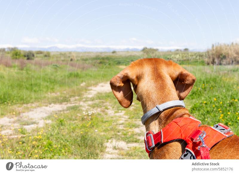 Vizsla-Hund beim Betrachten des Naturlehrpfads Nachlauf Grün Berge Blauer Himmel Kabelbaum im Freien Haustier Abenteuer malerisch Landschaft Erkundung