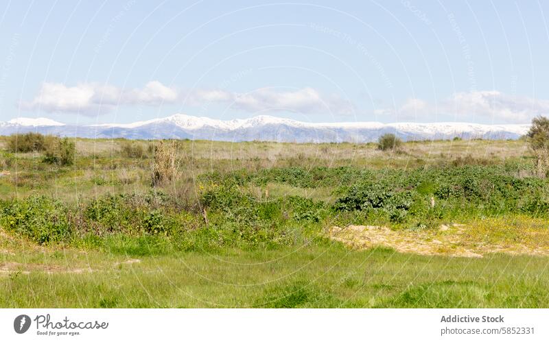 Friedliche Küstenlandschaft mit schneebedeckten Bergen Landschaft Sommer Küstenstreifen verschneite Gelassenheit grün Feld blau Himmel Natur friedlich Wiese