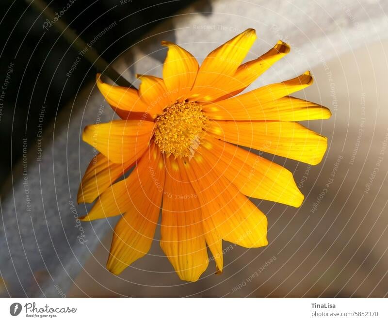 Leuchtende Gazanie Blume Blüte blühen Pflanze Korbblütler Mittagsgold Mittagsblume gelb orange Blütenblätter Blütenstaub Nahaufnahme Makro Makroaufnahme