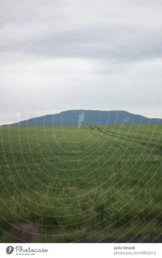 Roggenfeld herrliche Aussicht Sommer grün Natur Landwirtschaft Landschaft Ackerbau Ackerland bewirtschaftete Felder