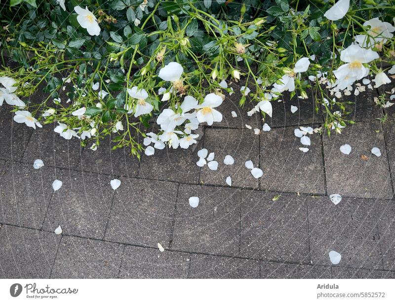 Weiße Wildrosen | Rosenblätter auf Gehweg weiß Rosenstrauch Sommer Blüte Duft Duftrose Rosenhecke Rosenblüte Romantik Blühend Blütenblätter Steine grau