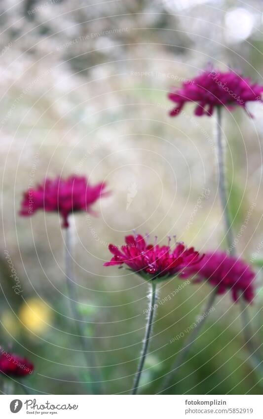 Pinke Blumen im hellen Feld pink Staude Gartenblume Witwenblume Knautia macedonica 'Red Knight' blutrot Textfreiraum heller Hintergrund Pflanze Blüte Unschärfe