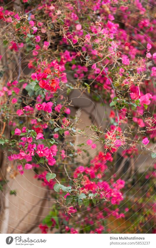 Rosa Bougainvillea-Blüten an einer Hauswand in voller Blüte in einem mediterranen Ferienort Blumen Blütezeit rosa magenta Flora Natur Pflanze Frühling schön