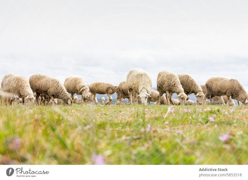 Schafherde auf einer grünen Weide Schwarm Weidenutzung Feld Cloud Himmel ruhig Windstille Ackerbau ländlich Bauernhof Tier Viehbestand Wolle Gras Natur