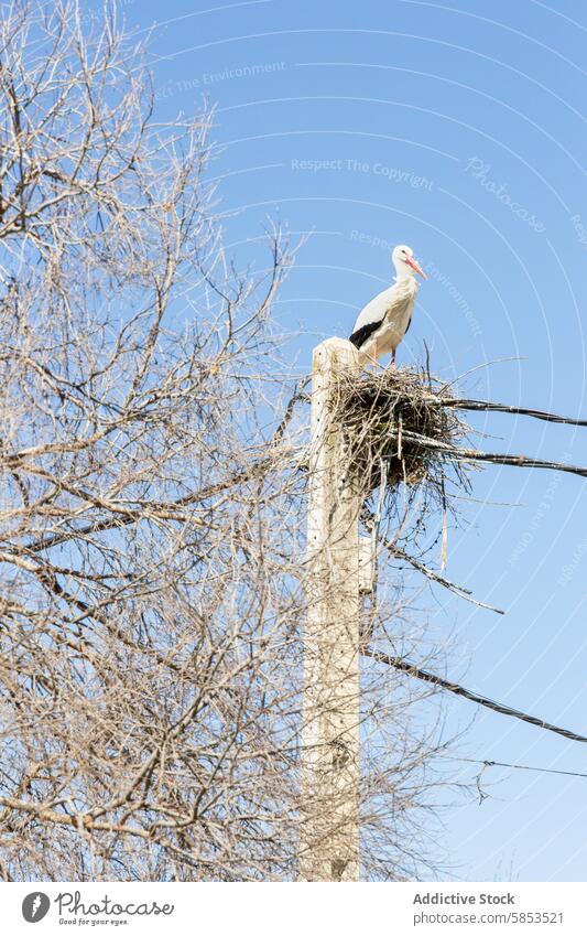 Storch auf einem Nest auf einem Strommast vor blauem Himmel Versorgungsmast Blauer Himmel Baum Vogel Tierwelt Natur im Freien Frühling Ast Tag Klarer Himmel