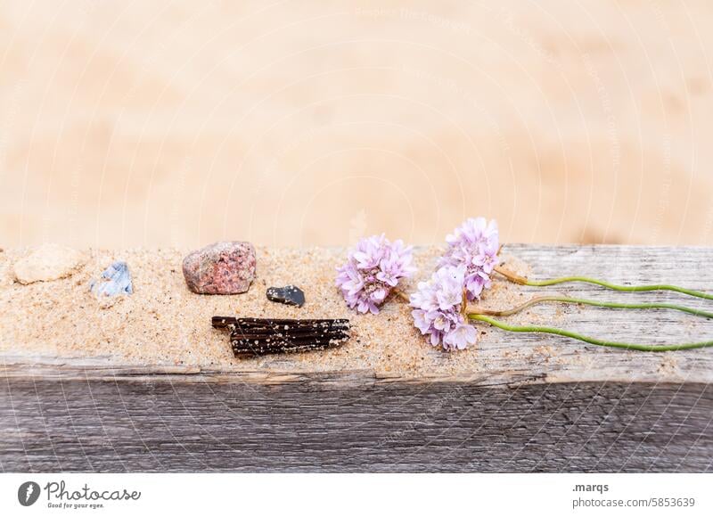 Es ist angerichtet Detailaufnahme Strandgut Stein Holz Blume Stillleben liebevoll Dekoration & Verzierung Sand Sammlung Fundstück Super Stillleben