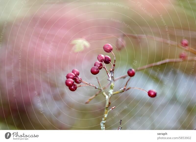 Ast mit einzelnen reifen Elsbeeren ast vermoost baum strauch natur pflanze sorbus rosengewächs zweige rot frucht