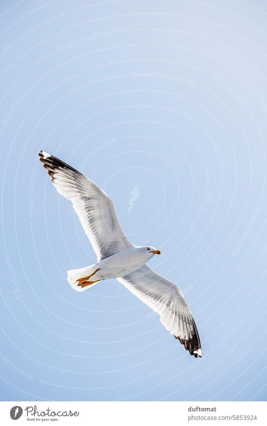 weiße Möwe fliegt im blauem Himmel Möve Vogel Flug fliegen Flügel Feder Freiheit Tier Schnabel frei Ferien & Urlaub & Reisen Meer Natur Küste Ostsee Nordsee