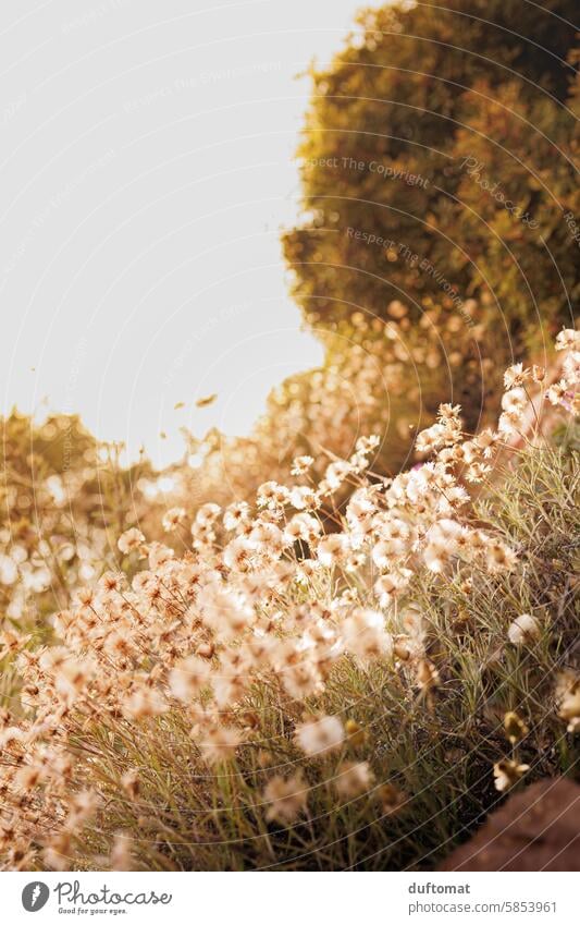 Blumenwiese im Gegenlicht in mediterraner Landschaft Gegenlichtaufnahme Sonnenlicht Außenaufnahme Wiese Sommer Pflanze Blühend Umwelt Wildpflanze Wiesenblume