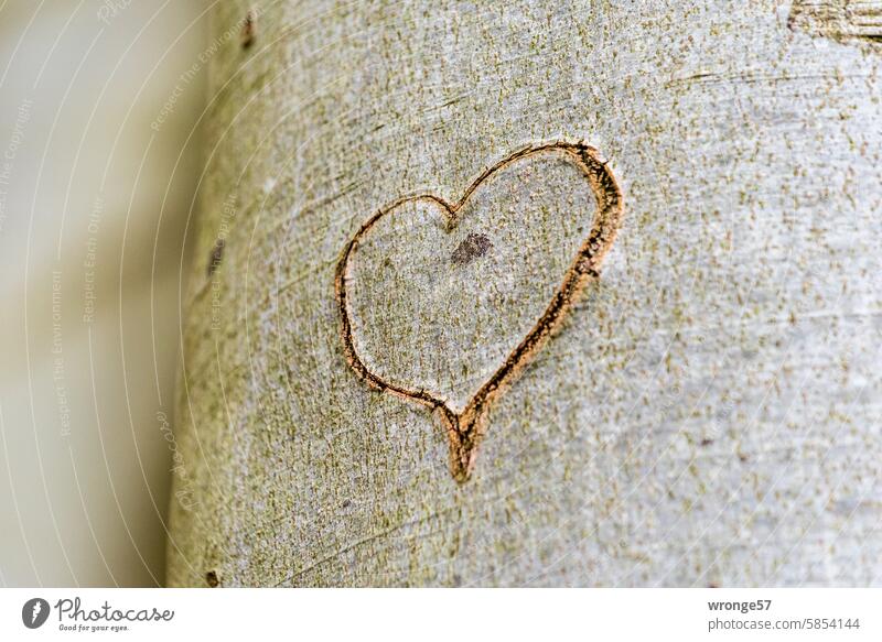 Dauerhaft Verliebtsein Herz Verliebtheit verliebt Liebe Gefühle Romantik Liebesbekundung Symbole & Metaphern Liebeserklärung herzförmig Wald Baumstamm