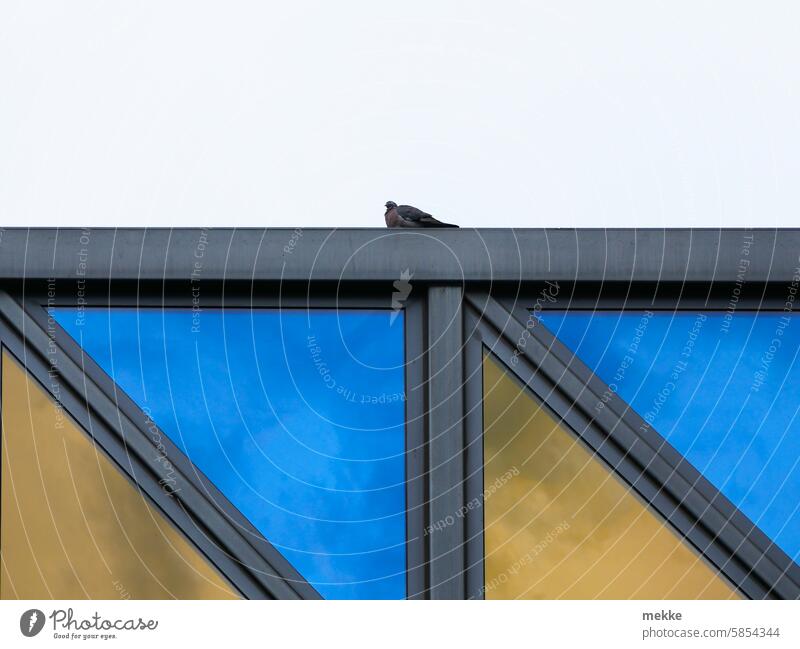 UT Leipzig - heiter bis wolkig | Friedenstaube Taube Gebäude Vogel Stadt Architektur Fenster Bauwerk Fassade Haus Stadtzentrum Himmel modern Glasfassade