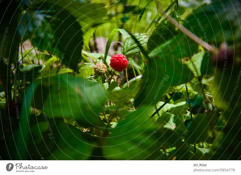 [HH Schregatour24] Himmlische Beeren Himbeere strauch Bodenperspektive Garten Blätter rot grün mittig