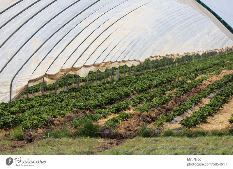 Erdbeertunnel Gewächshaus Folientunnel Wachstum Pflanze Gärtnerei Landwirtschaft Erdbeeren Ernährung frisch Qualität Folienbeet Agrarprodukt Agrarwirtschaft