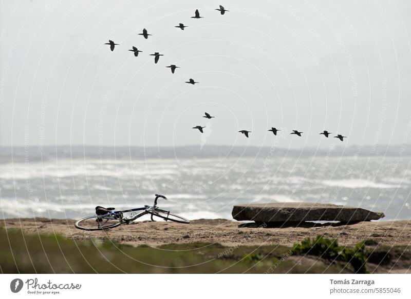 Vogelschwarm fliegt am Meeresufer Fahrrad und Steinbank Vögel Kormorane Zweirad Meereslandschaft Landschaft Himmel grau Bank Wasser MEER athlantic Schwarm Erde