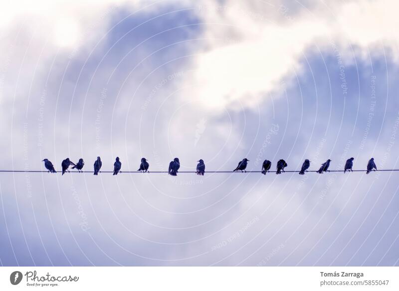 Star auf einem Kabel unter blauem Himmel Vogel Natur Tier Scherenschnitt Schnabel Feder Tierwelt Wolken