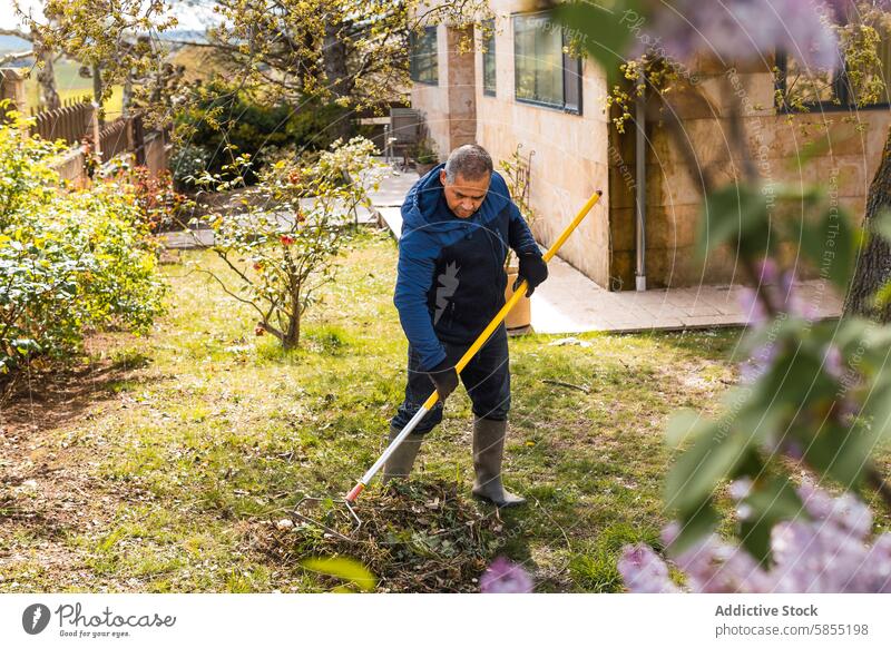 Mann beim Laubharken im sonnigen Hinterhofgarten Garten Harke Blätter Frühling im Freien Flugzeugwartung Arbeit lässig Kleidung mittleren Alters üppig (Wuchs)