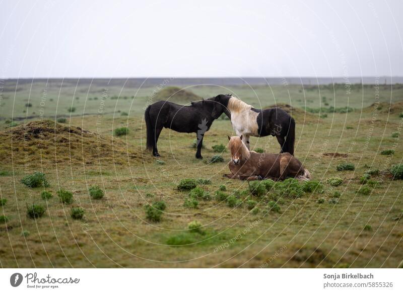 Sommerfeeling Island Islandpferde isländisch Pferd Ferien & Urlaub & Reisen Tier Außenaufnahme Landschaft Natur Weide ländlich Säugetier natürlich züchten