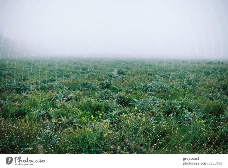 Neblige Wiese in der Dämmerung Nebel Morgendämmerung Filmmaterial Wildblumen Laubwerk Natur Landschaft Tau Gras im Freien ruhig Flora Gelassenheit Feld grün