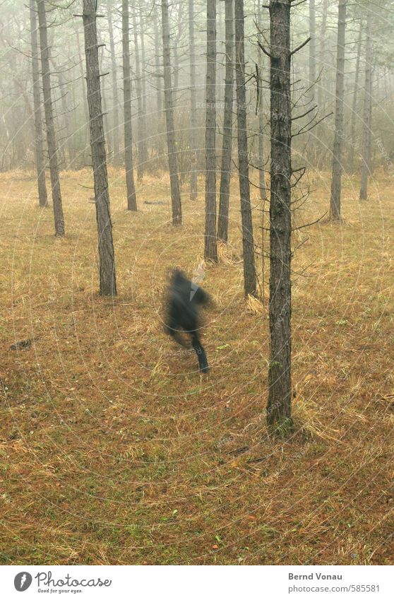 Run Forest !! Mensch 45-60 Jahre Umwelt Natur Herbst Pflanze Baum Wald braun grau grün schwarz Flucht laufen Kapuze Jacke rennen Kiefer geheimnisvoll Bewegung