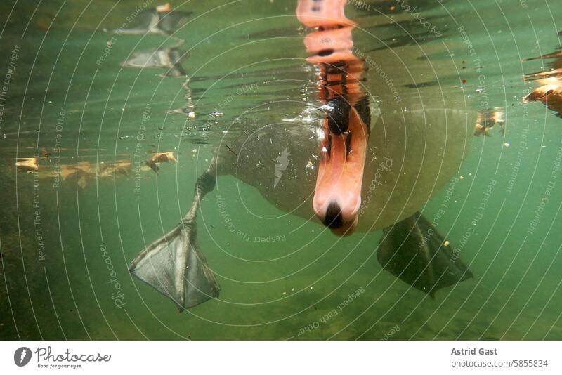 Lustige Unterwasseraufnahme von einem Schwan der mit dem Schnabel etwas frisst höckerschwan fressen flossen Wasser sehen Gewässer Tauchen vogel Stufe Wildtier