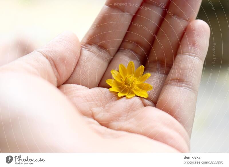 Eine gelbe Blume wird in die Handfläche gelegt. Hände Finger zeigend Zuneigung Gefühl geben eine Person Romantik präsentieren Frühling Jahrestag genießen Freude